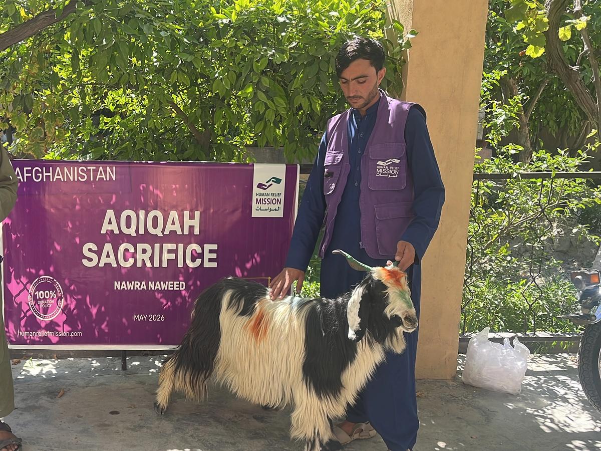 HRM Charity Aid Worker with sheep preparing for Aqiqah Sacrifice | Human Relief Mission
