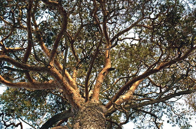 Renfe, Espanya i l'arbre que volem