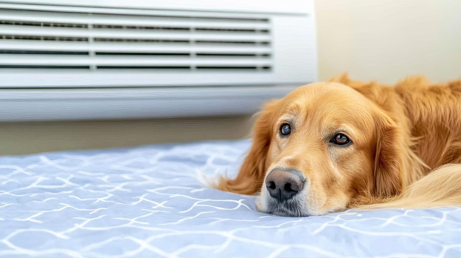 Red Heat Warning: how to keep your dog and pets safe this week