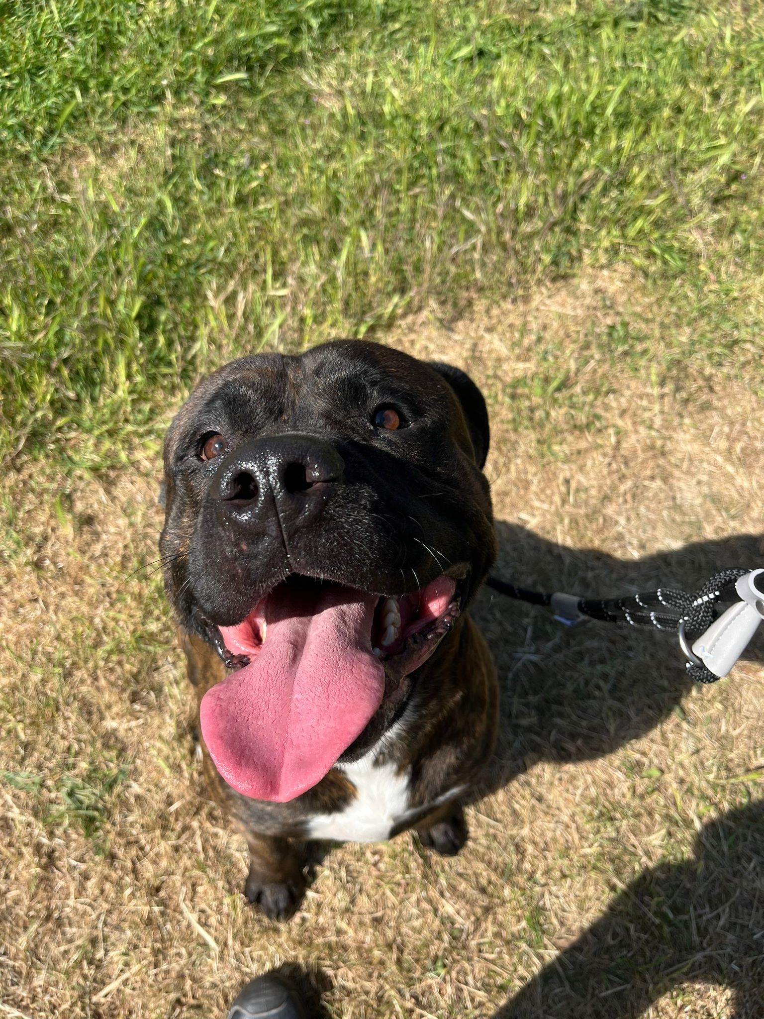 Stratford dog owner banned from keeping a dog for five years