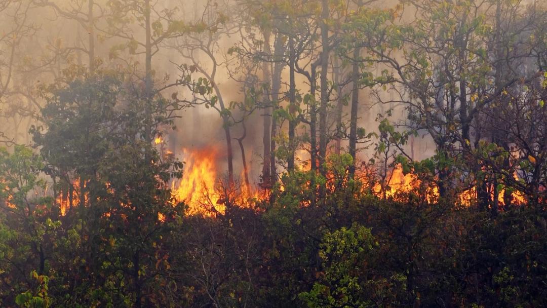 Wildfire