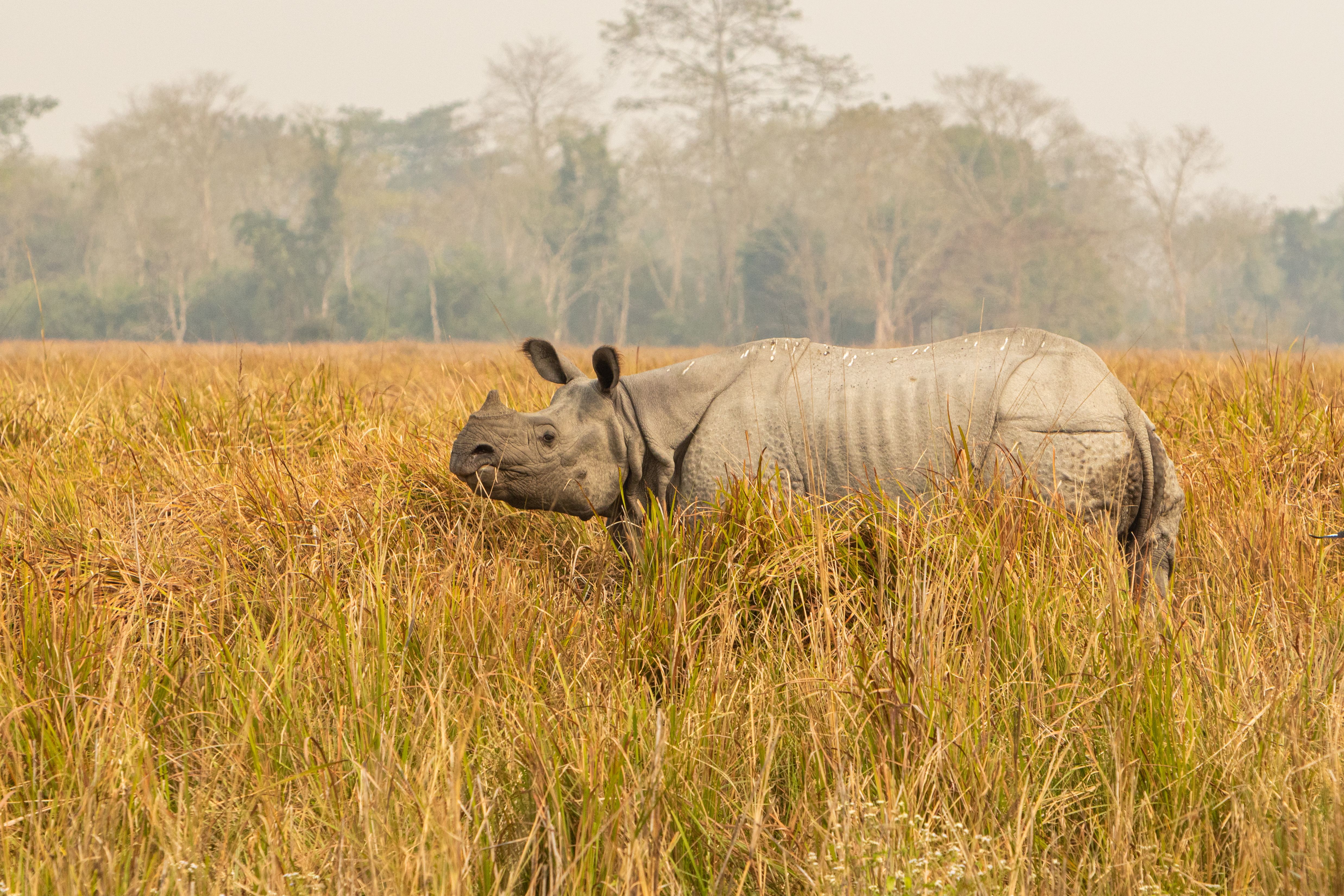 Kaziranga National Park Safari Experience in Assam