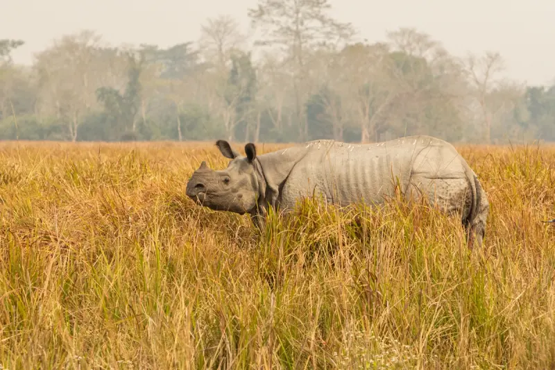 Kaziranga National Park Safari Experience in Assam