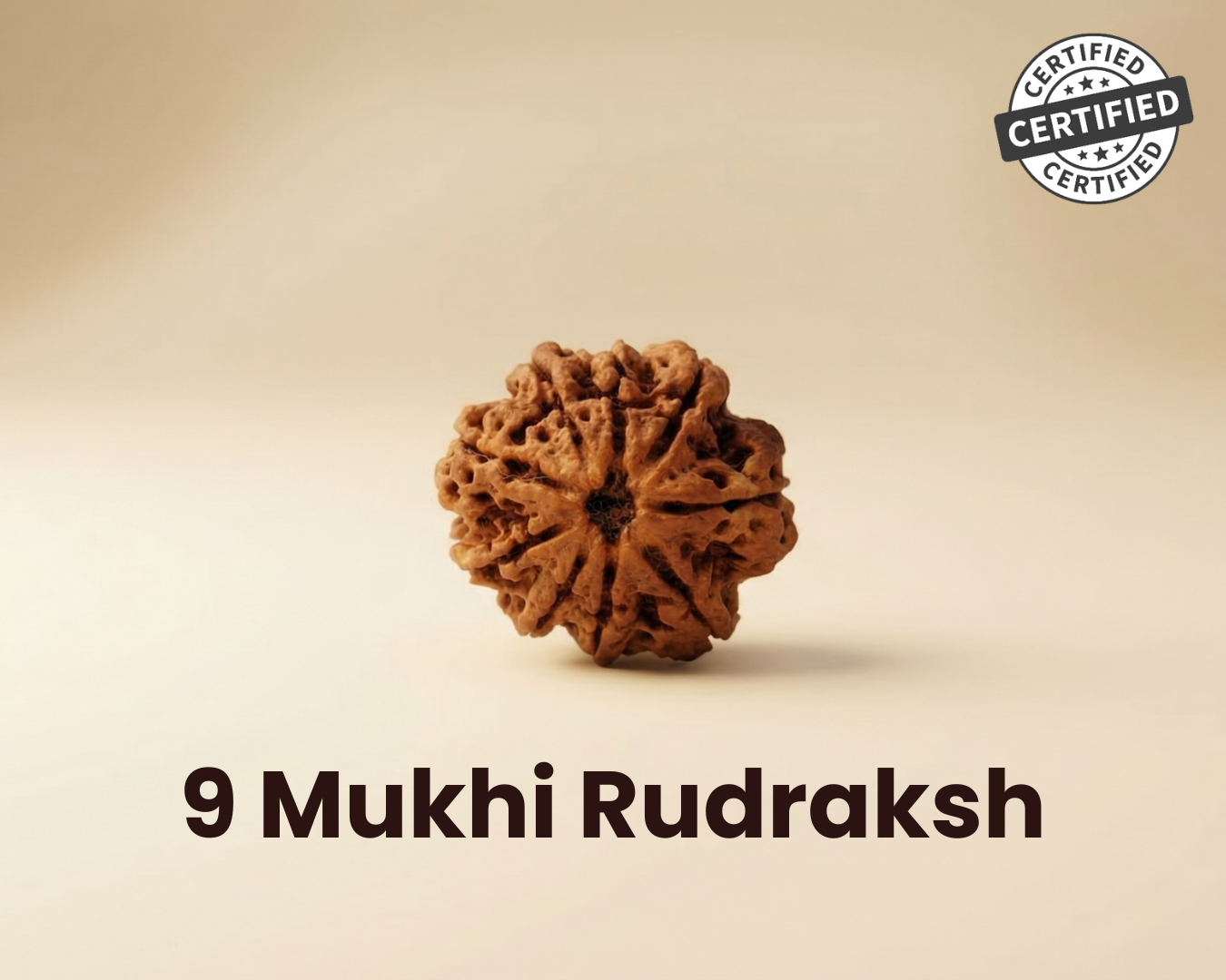 9 Mukhi Rudraksha