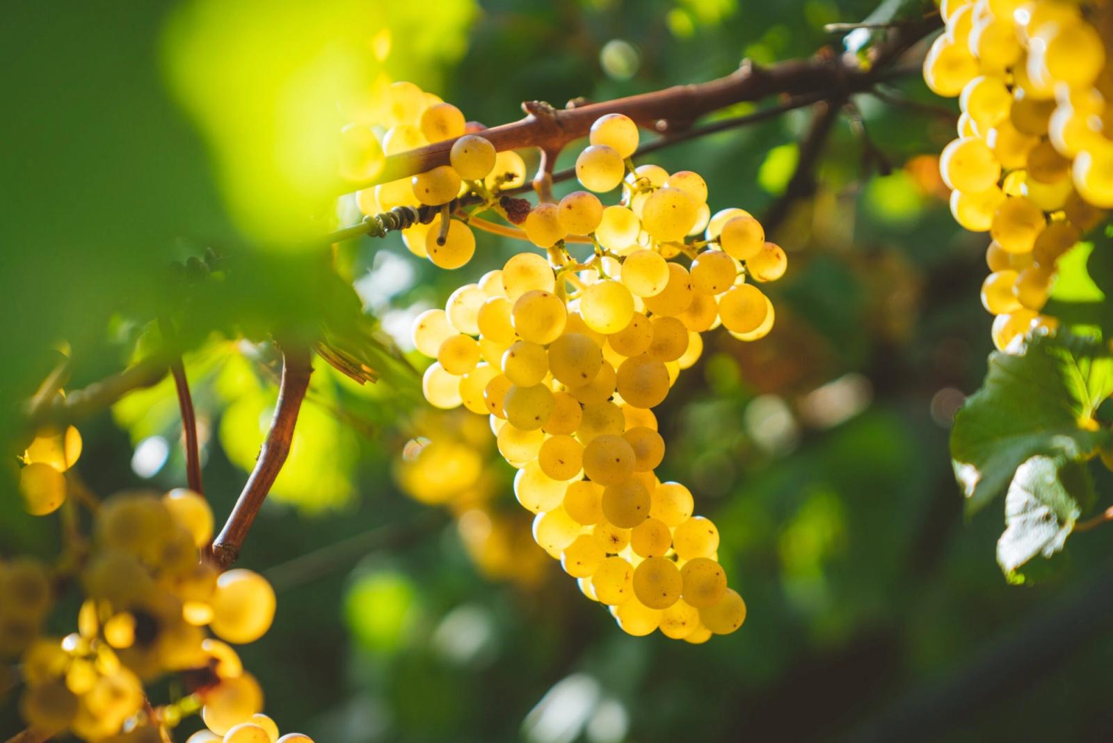 Calice di Fior d'Arancio dei Colli Euganei