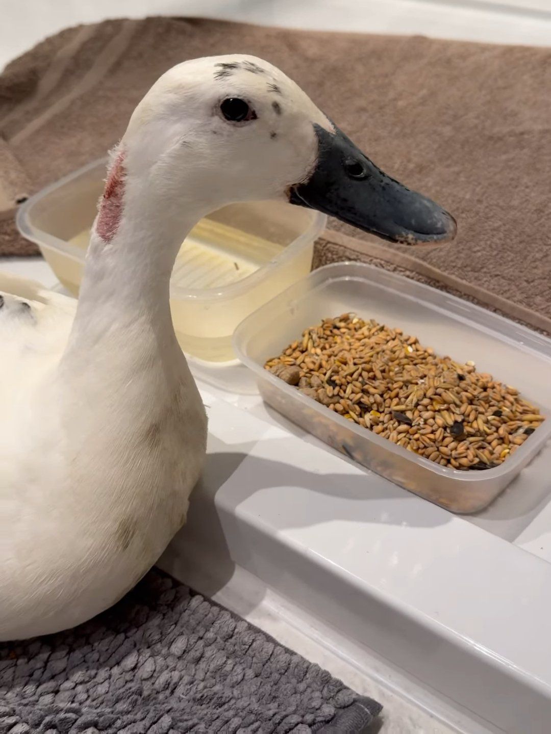 BBC viewers told 'shame on you' after watching duck attacked live by dog
