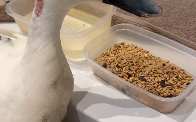 BBC viewers told 'shame on you' after watching duck attacked live by dog