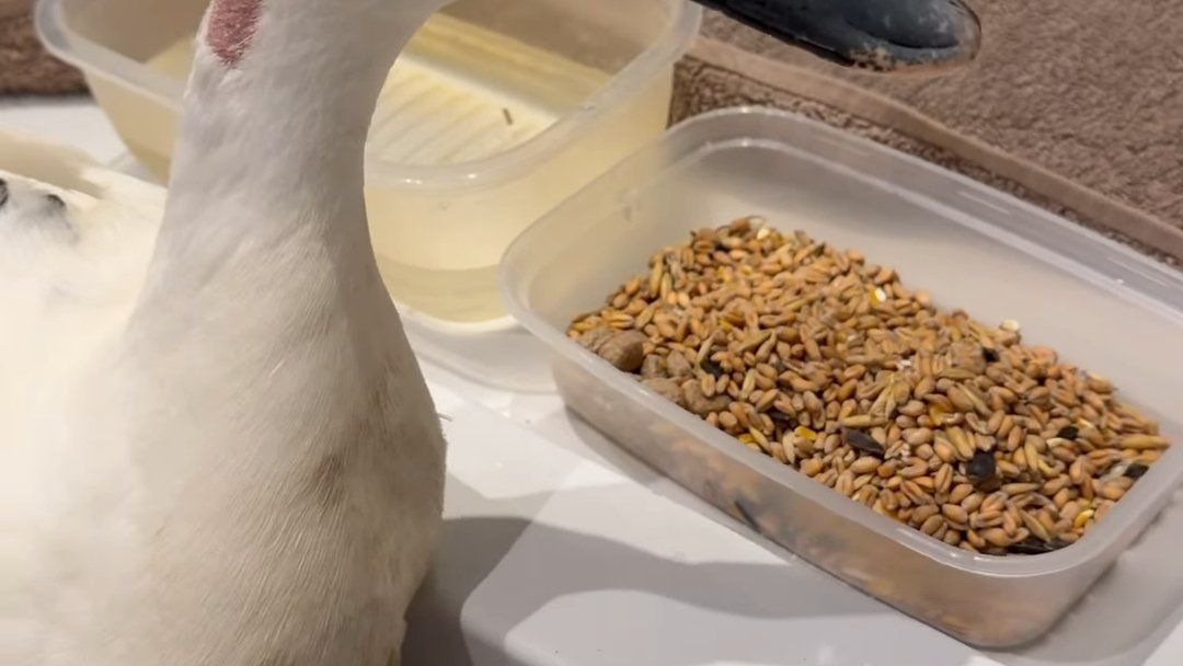 BBC viewers told 'shame on you' after watching duck attacked live by dog — News news on dripviewz