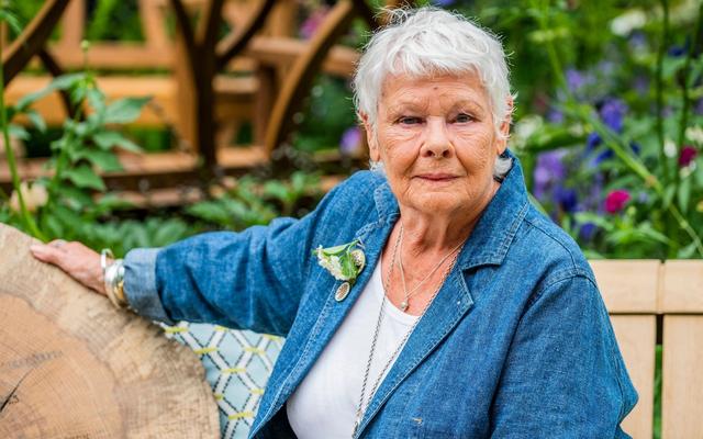 Even Judi Dench calls one of her own films a 'waste of talent' — News story on dripviewz