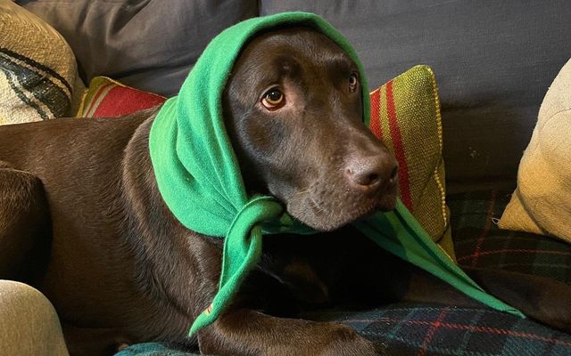 Greg James misses Radio One breakfast show after death of his dog Barney