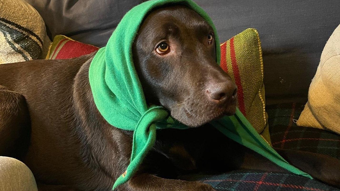 Greg James misses Radio One breakfast show after death of his dog Barney — News news on dripviewz