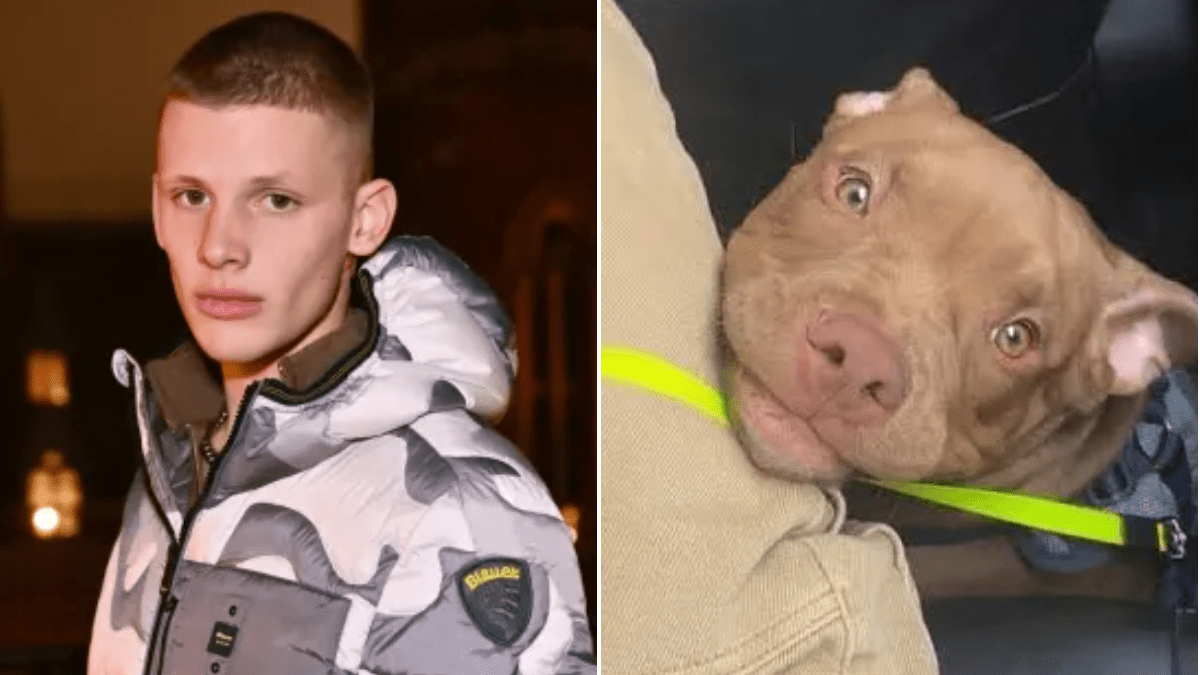 Freddy Brazier begs for dog to be returned despite 'ripping 3cm hole in his arm' — News news on dripviewz