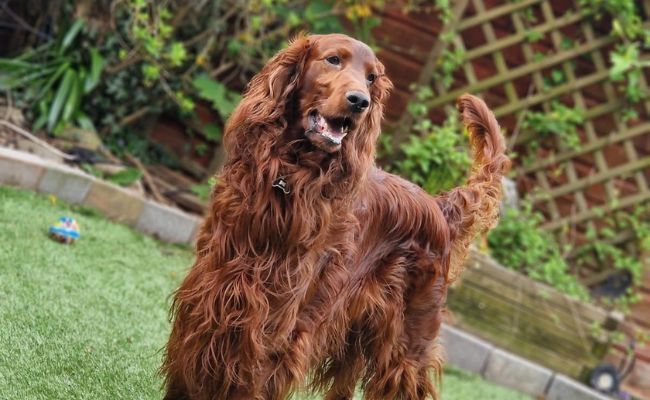 Doggy member Hugo, the Irish Setter standing in the garden ready to play!