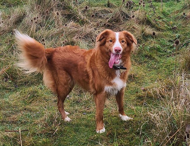 A red haired dog with a white stripe down her face and chest is standing in scrub land with her tongue out waiting for the hoomans to stop taking photos and get a move on