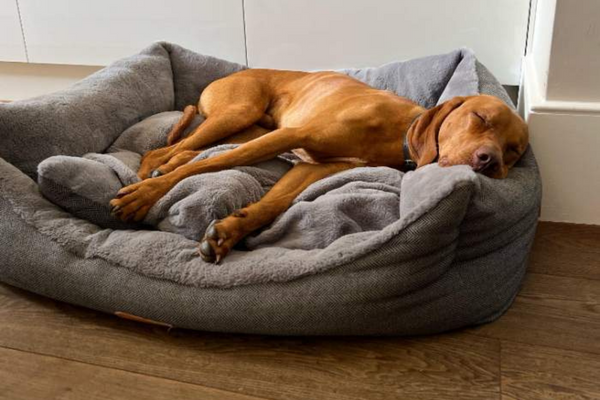 Cosmo, the Hungarian Vizsla, enjoying a nap in his sofa style dog bed
