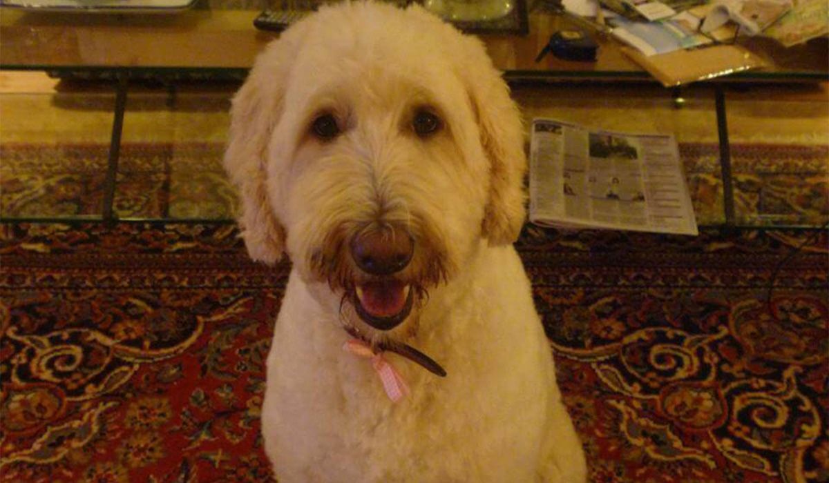 Gracie, a large dog with a curly coat, sits on a patterned rug