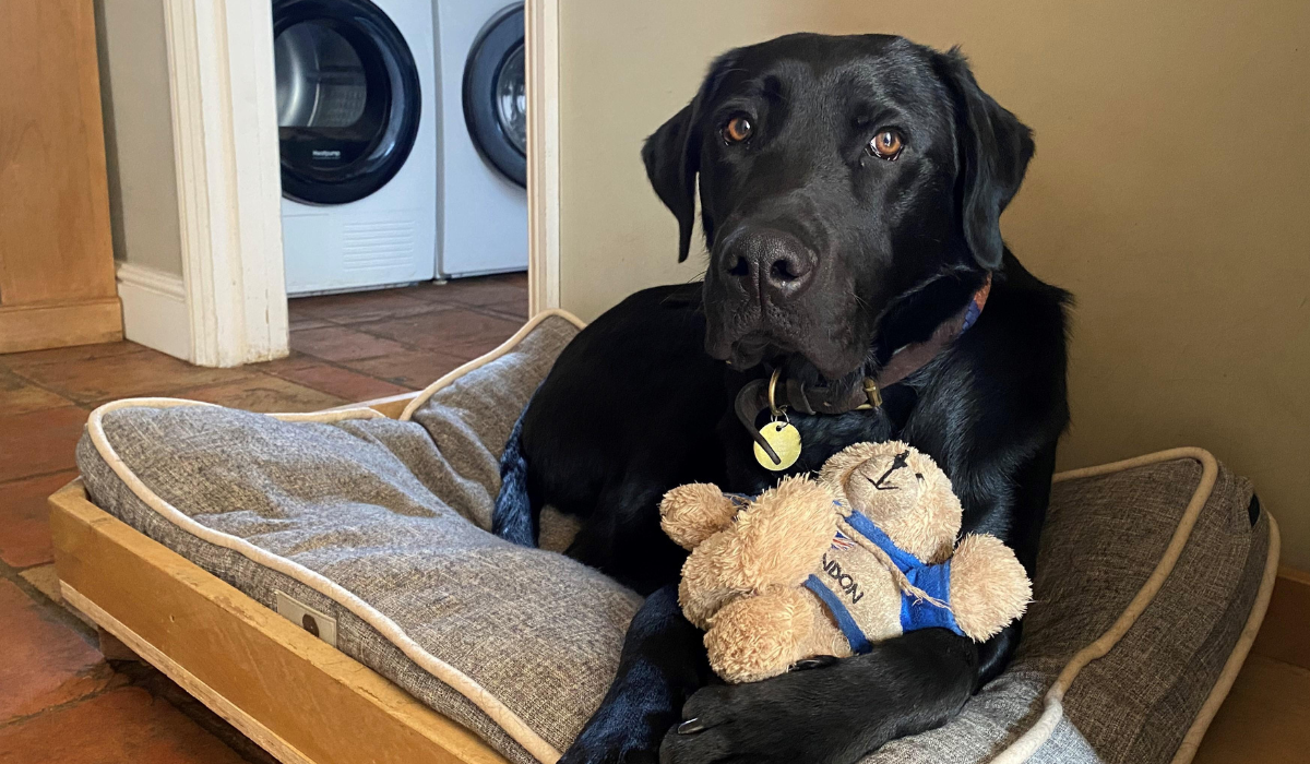 A black Labrador is patiently waiting on their bed with their teddy bear, just outside the utility room where the washing machine lives.