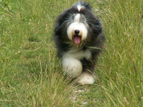 A large dog with long, grey and white fur runs through long grass