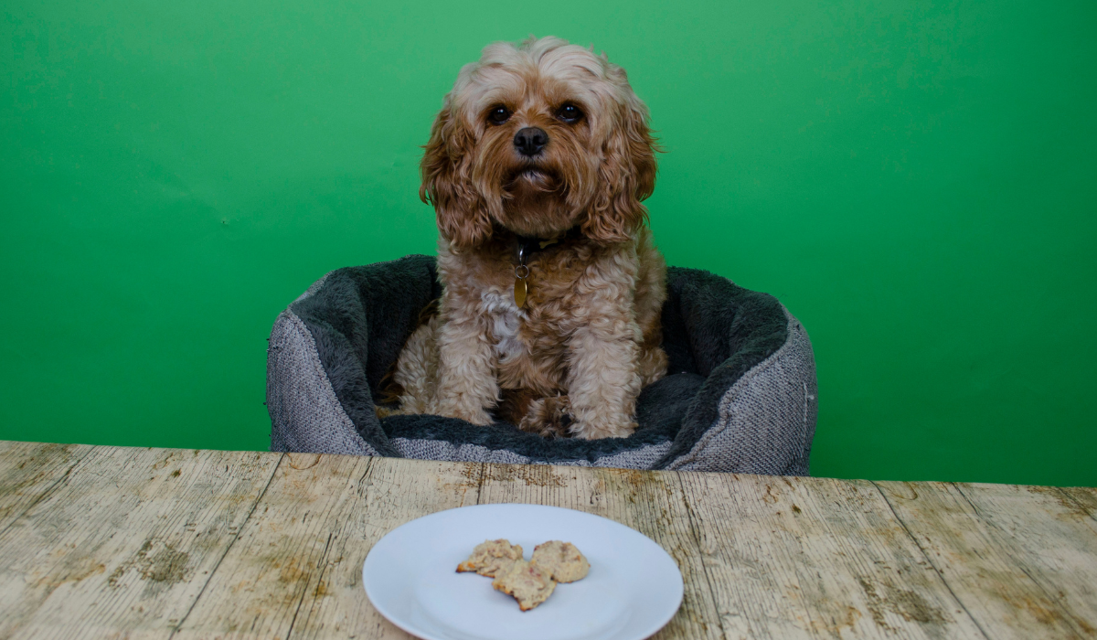 A cute, fluffy dog sits in their bed staring at the plate of Banana Bacon Bites placed not far in front.
