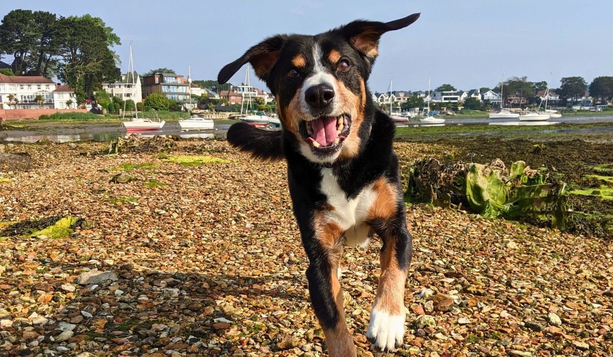 Best dog walks in Bournemouth