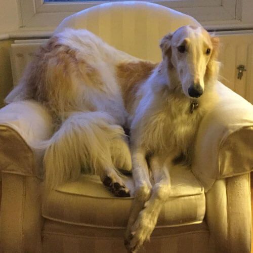 A large, slim dog with a long white and tan coat is sitting in a small armchair. Her rear is on the arm of the chair, making it look quite uncomfortable to hooman eyes.