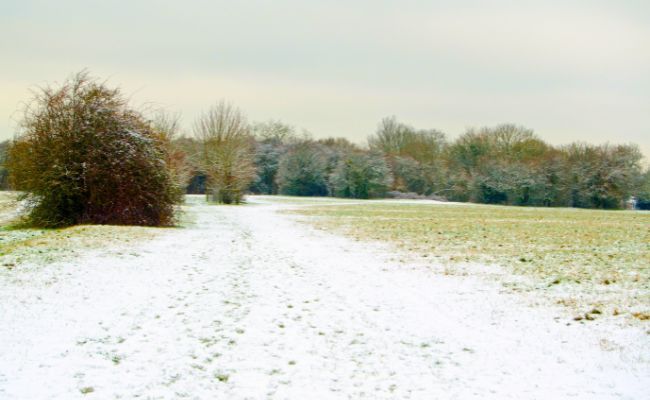 A winter's morning at Basingstoke Common, Basingstoke