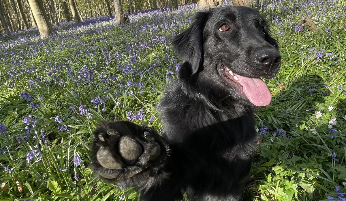 A black Flat-Coat Retriever sits in a field of bluebells with their paw raised.