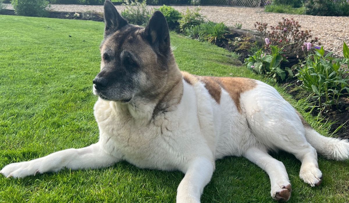 Lulu the Akita is lying down in the garden on a spring day