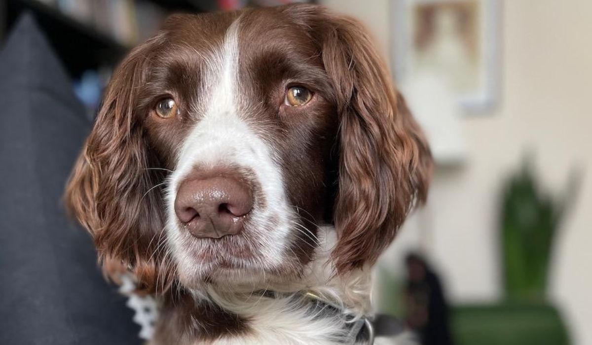 Affordable Dog Sitting in Dorset
