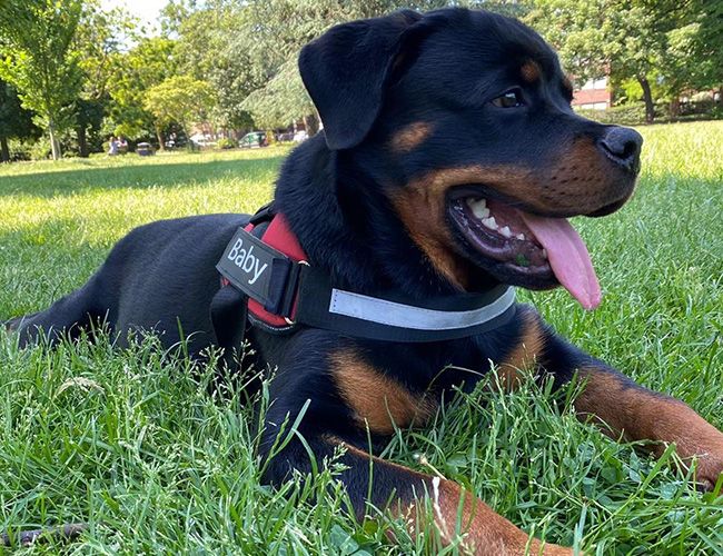 Baby is a black and tan dog with a wide head, lying down in the park
