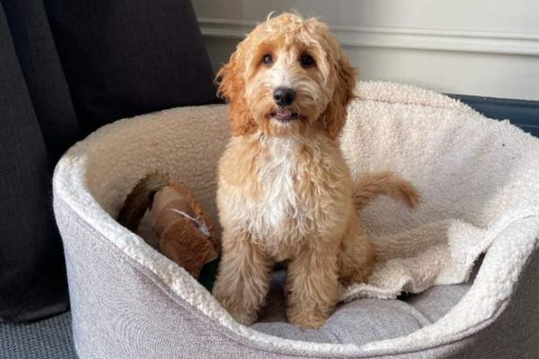 Daisy, the Cockapoo, sitting upright in her bed