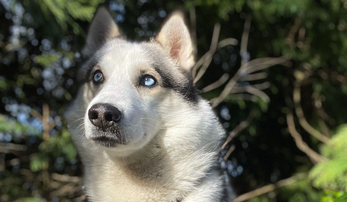 Lobo the Siberian Husky with beautiful baby blue eyes is sitting amongst the trees with the sun beaming down on their face