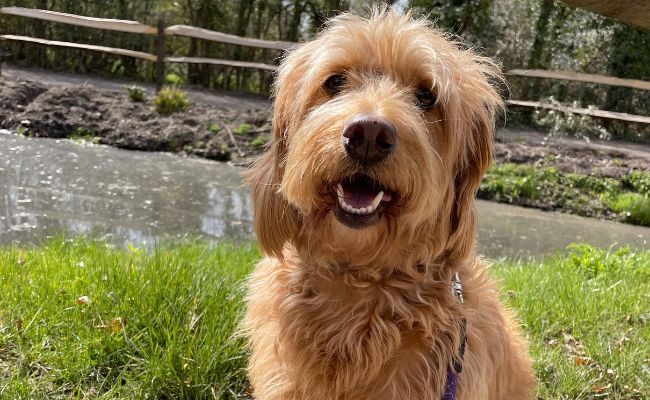Doggy member and Therapy Dog Nahla, the Labradoodle sitting next to the canal on a sunny day