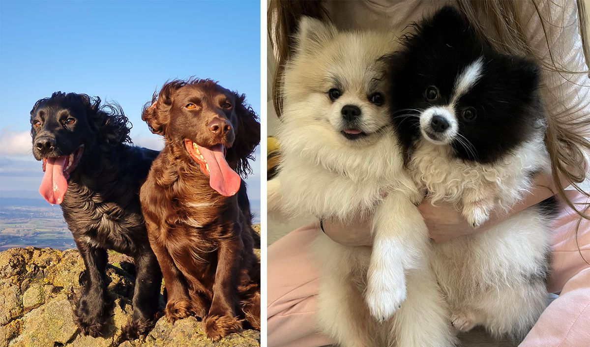 Pick the things you love and we'll tell you your pawfect match