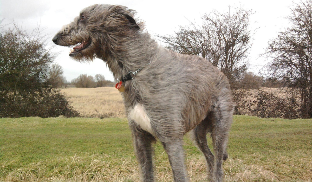 It's a gloomy day and in a field stands a tall, grey dog with the wind in their hair, looking out into the distance.