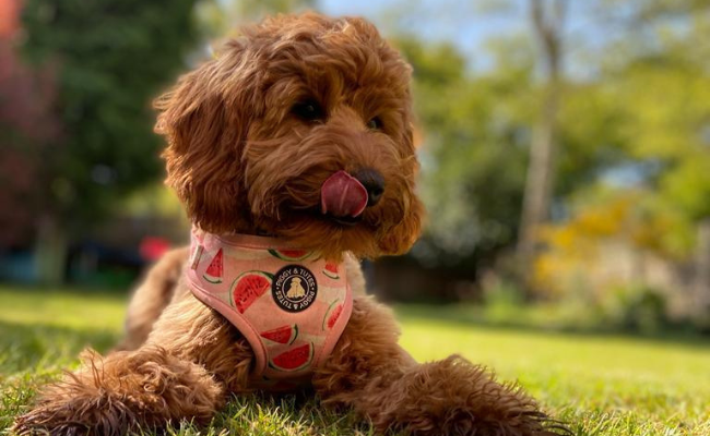 An adorable young, ginger and fluffy dog, wearing a watermelon print harness, is licking their lips hoping for a treat.