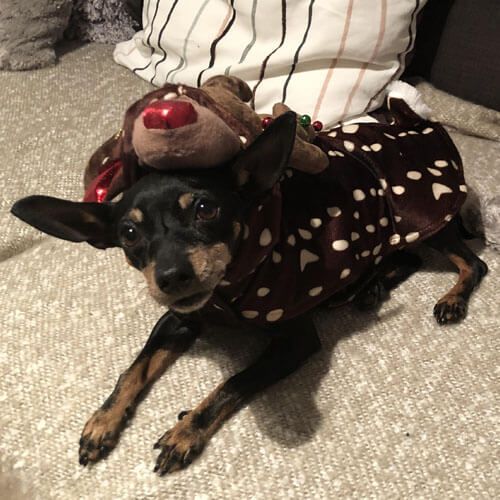A small dog in a reindeer costume is lying on a sofa