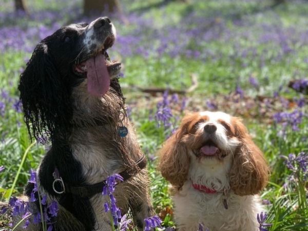 Two spaniels smiling in a field of bluebells