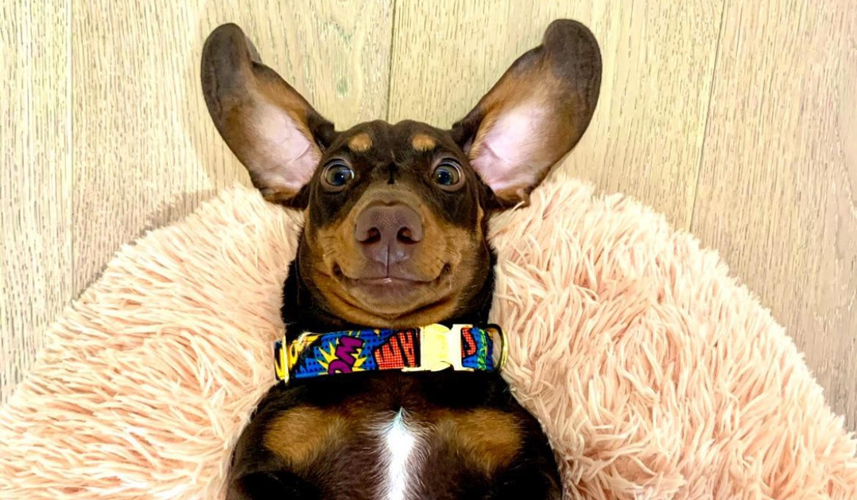 A dark, brown and tan dog with a small, white stripe down their chest, is lying on their back on a fluffy dog bed. The dog's large ears are flapped back against the floor like rabbits' tall ears, holding a grin from cheek to cheek and eyes wide and bright the dog looks like they're smiling!