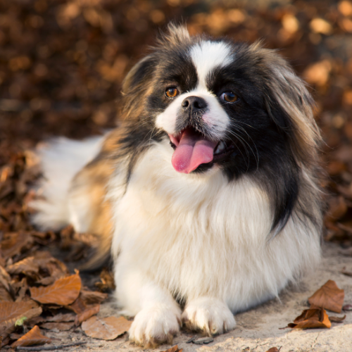 Pekingese Dog Breed Guide: Care & Training | BorrowMyDoggy