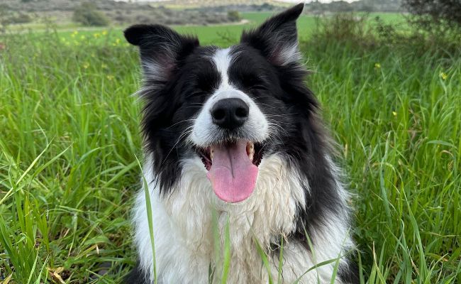 Rocky, the Border Collie