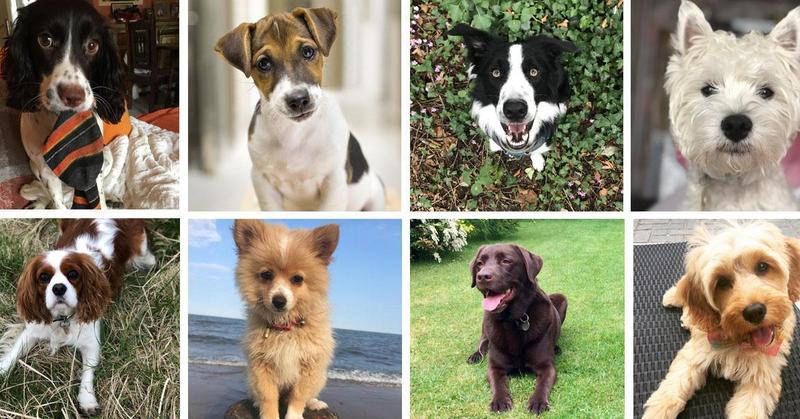 Quiz - What dog breed matches your personality?