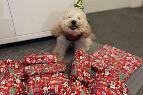Virgil, the Toy Poodle, with a pile of christmas presents