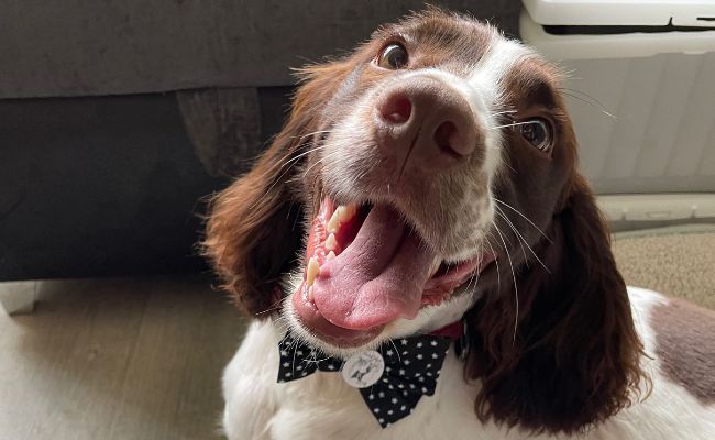 Doggy member Ossy, the Sprocker, wearing the biggest smile!