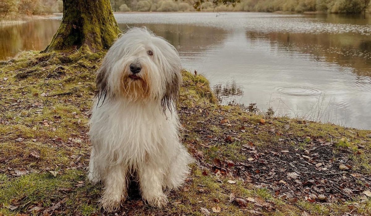 A long, white and grey shaggy-haired dog, with a black nose, sits on the grass and autumn leaves on the water's edge 