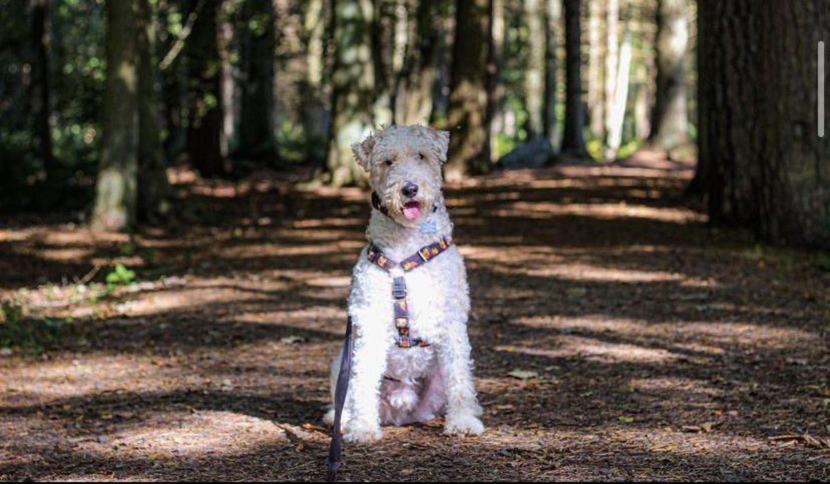 Fox terrier curly clearance hair