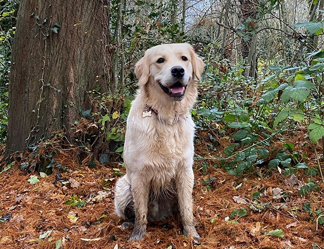 A pale blonde dog is sitting in a forest looking happy
