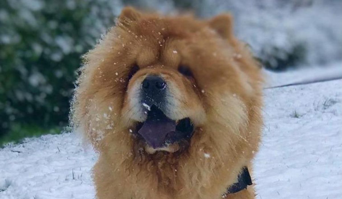 A Chow Chow happily standing in the snow