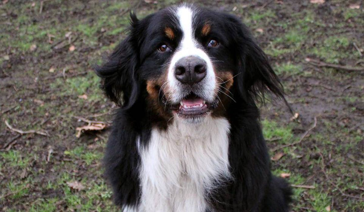 Beezus the Bernese Mountain Dog sits in the park looking up at the camera