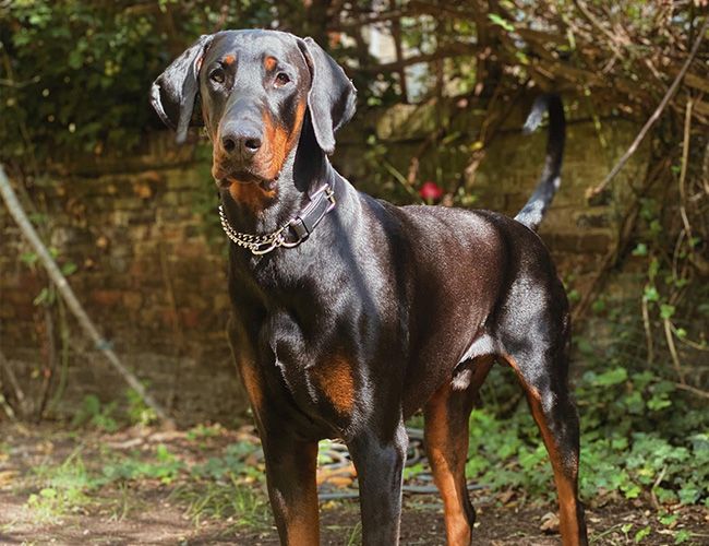A handsome black and tan dog with a glossy coat and floppy ears stands proudly in a garden